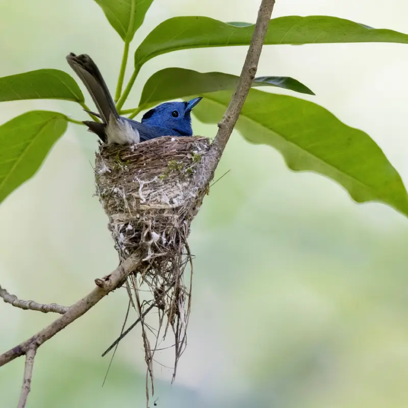 bird watching in goa