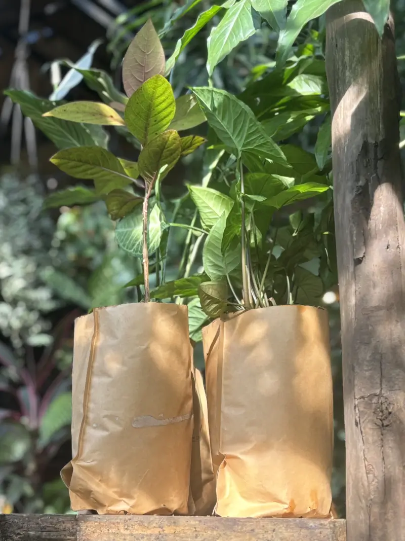 Sustainability at Mojigao Assagao